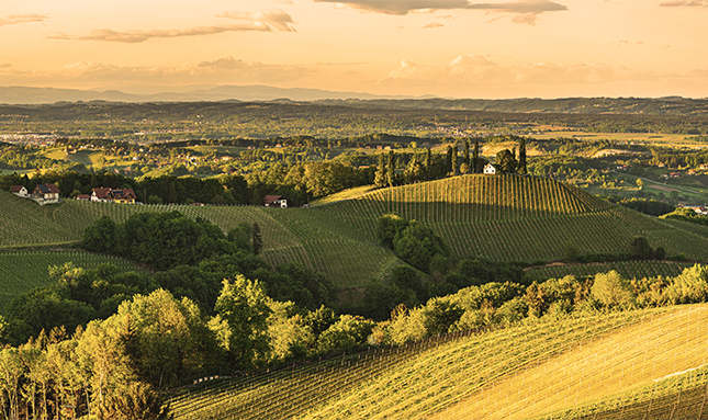 Bild der Südsteiermark mit Hügeln in Sonnenlicht